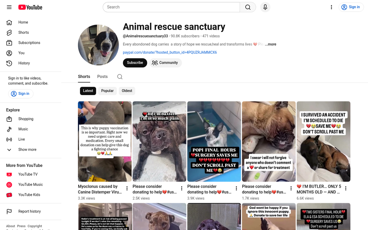 Cute animals featured on video blog