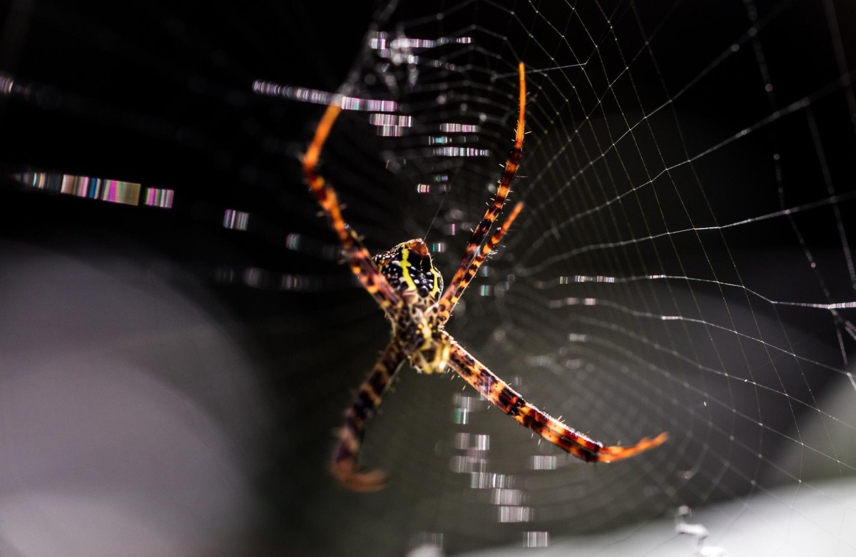 Spider web blocking a digital pathway
